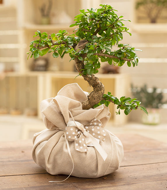 http://bomboniere-bonsai.com/wp-content/uploads/2021/12/bomboniera-vogliadibonsai.jpg