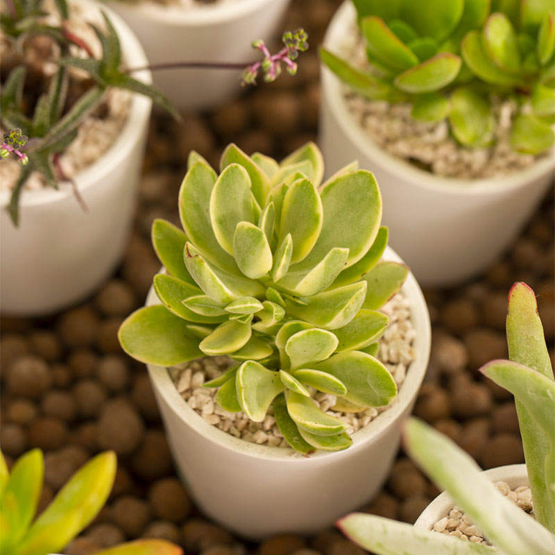 Occhi Magnetici Per Piante: I Tuoi Nuovi Amici Verdi Ti Guardano Con Simpatia! Regalo Divertente Per Gli Amanti Del Giardinaggio