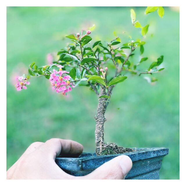 Scatola natural per bomboniera bonsai